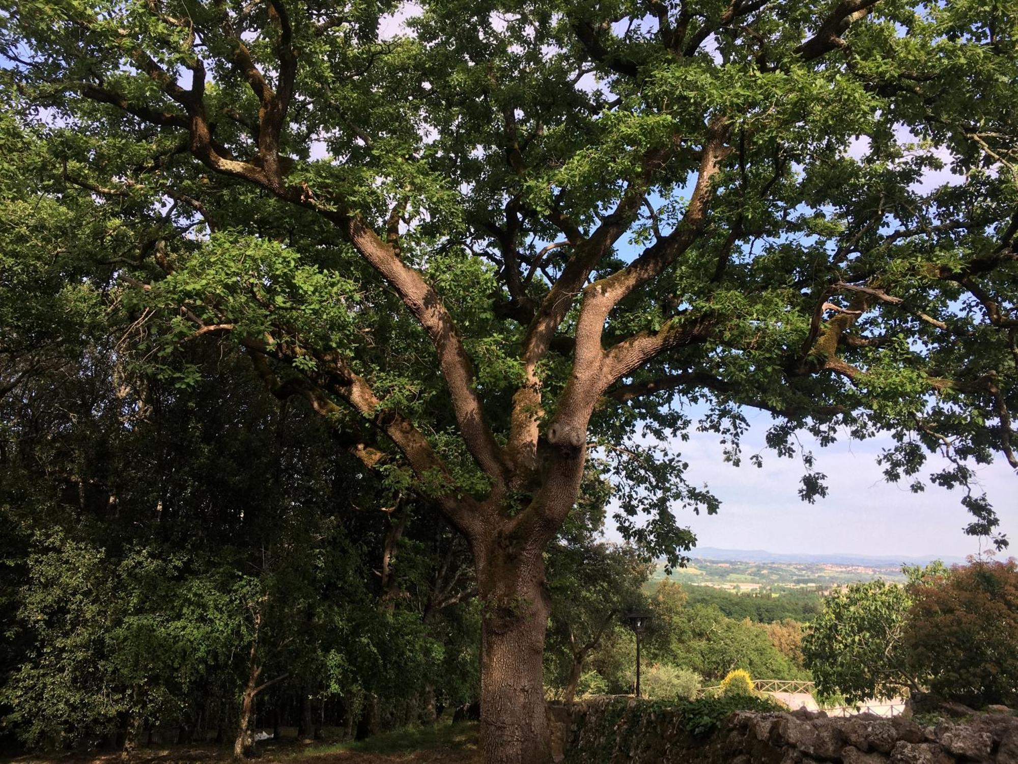 Agriturismo Il Caggio Sovicille Exterior foto